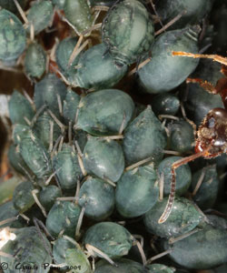 Aphis sambuci