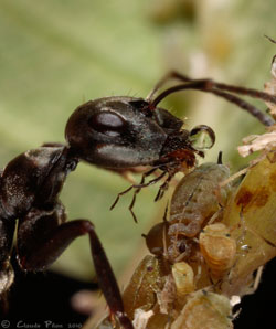 La fourmi vient tout juste de saisir la goutte de miellat expulsée par l'anus du puceron (Aphis asclepiadis)