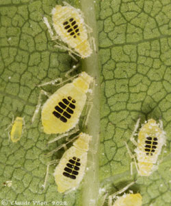 Myzocallis sp. Myzocallis sp.