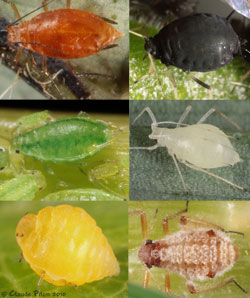 Carolinaia rhois, Aphis sp., Cavariella konoi, Catamergus kickapoo, Daktulosphaira vitifoliae, Cinara pilicornis