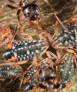 Pterocomma salicis