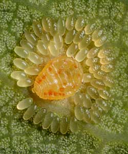 Phylloxera sp. Femelle au centre, entourée de sa progéniture.