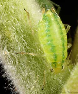 Cavariella konoi