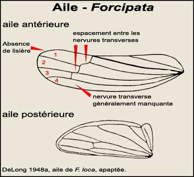 Forcipata ailes