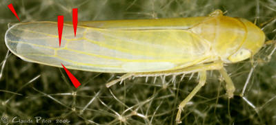 Forcipata
