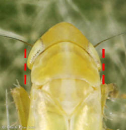 Forcipata