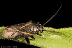 Orthocephalus coriaceus macropt�re